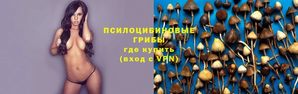 прущие грибы Новокубанск